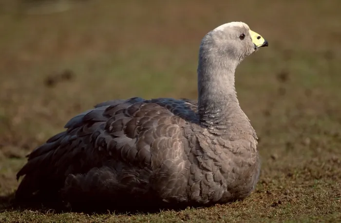 Framed Print : Cereopsis Goose (Cereopsis novaehollandiae)