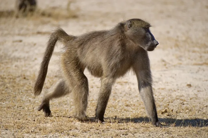 Framed Print : Chacma Baboon or Cape Baboon (Papio ursinus)