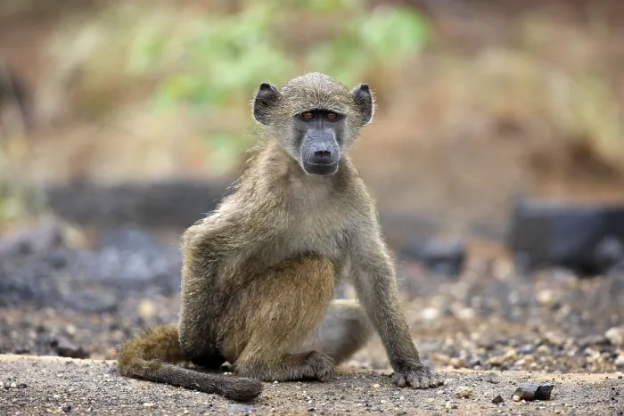 Framed Print : Chacma baboon (Papio ursinus), young