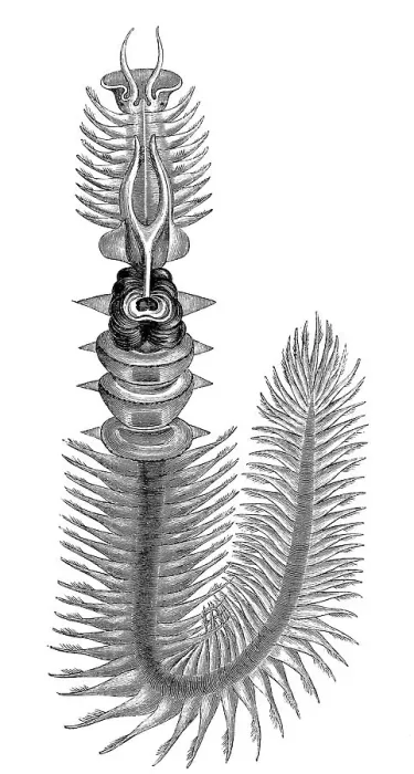 Framed Print : Chaetopterus variopedatus, Parchment worm or Parchment tube worm