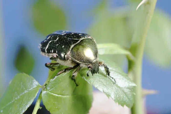 Framed Print : Chafer (Cetonia aurata) on a rose leaf Framed Print : Chafer (Cetonia aurata) on a rose leaf
