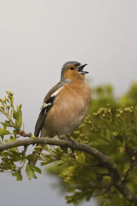 Framed Print : Chaffinch (Fringilla coelebs), adult male