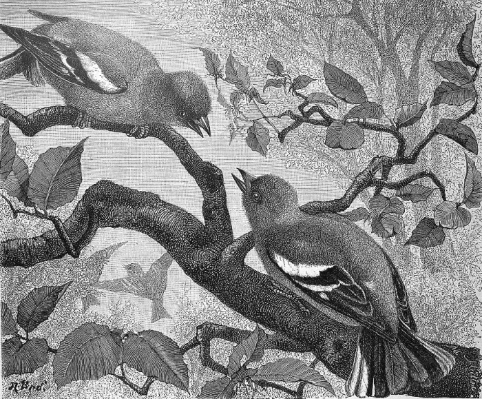 Framed Print : Chaffinch, Fringilla coelebs, illustration from 1890 Framed Print : Chaffinch, Fringilla coelebs, illustration from 1890