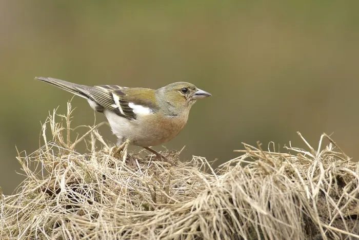 Framed Print : Chaffinch (Fringillae coelebs)