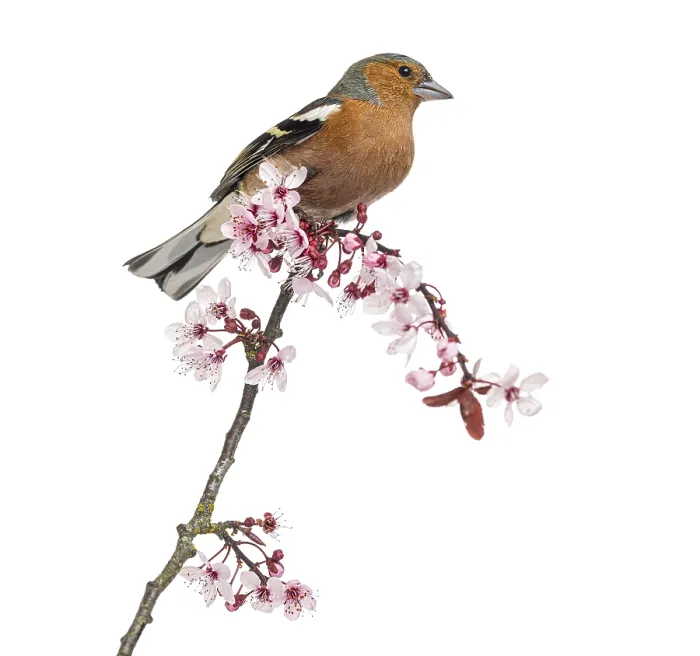 Framed Print : Chaffinch perching on a flowering branch with pink blossoms