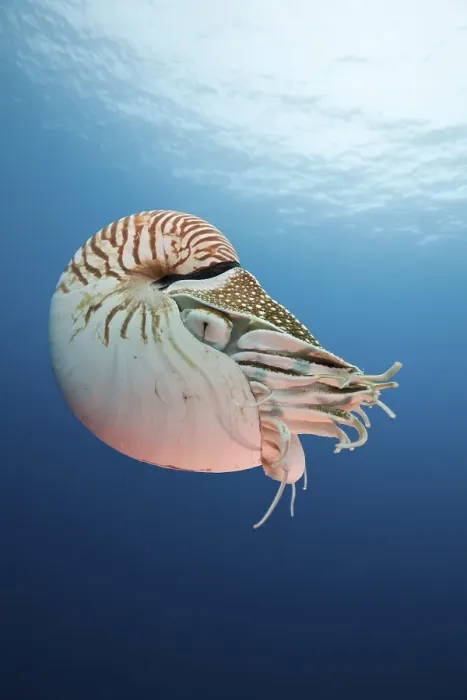 Framed Print : Chambered nautilus, Palau nautilus (Nautilus belauensis)