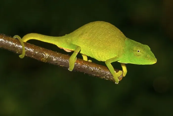 Framed Print : Chameleon (Calumma glawi), female