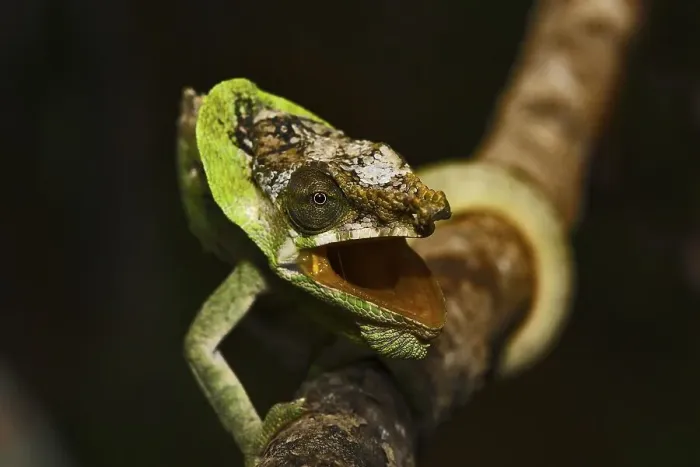 Framed Print : Chameleon (Calumma spec.), aggressive posture