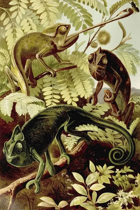 Framed Print : Chameleon, Chameleons (Chamaeleonidae) Framed Print : Chameleon, Chameleons (Chamaeleonidae)