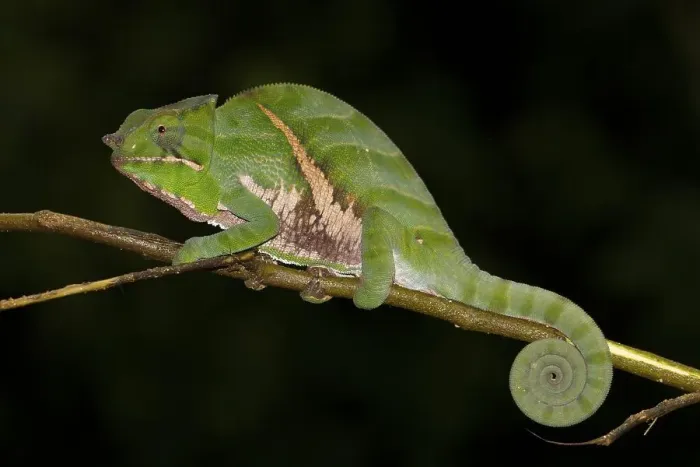 Framed Print : Chameleon (Furcifer balteatus) Framed Print : Chameleon (Furcifer balteatus)