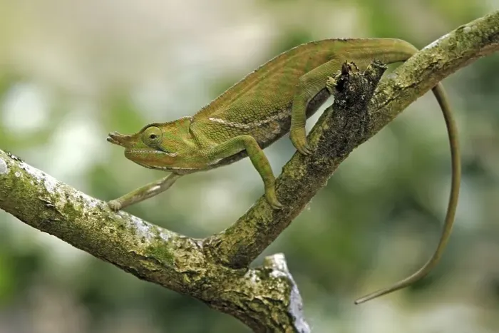 Framed Print : Chameleon (Furcifer balteatus) Framed Print : Chameleon (Furcifer balteatus)