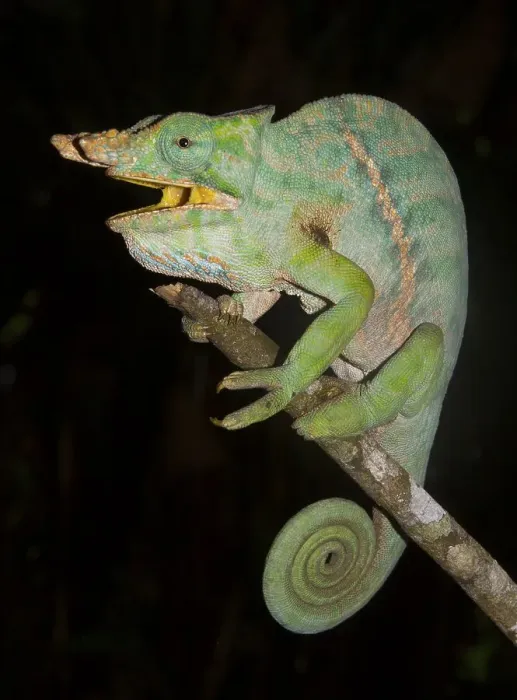 Framed Print : Chameleon (Furcifer balteatus)