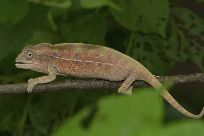Framed Print : Chameleon (Furcifer major), female