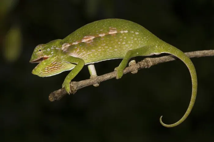Framed Print : Chameleon (Furcifer major), female Framed Print : Chameleon (Furcifer major), female