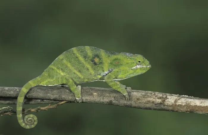Framed Print : Chameleon (Furcifer minor), female on twig Framed Print : Chameleon (Furcifer minor), female on twig