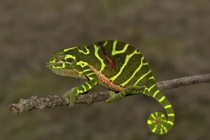 Framed Print : Chameleon of the newly discovered species Furcifer timoni