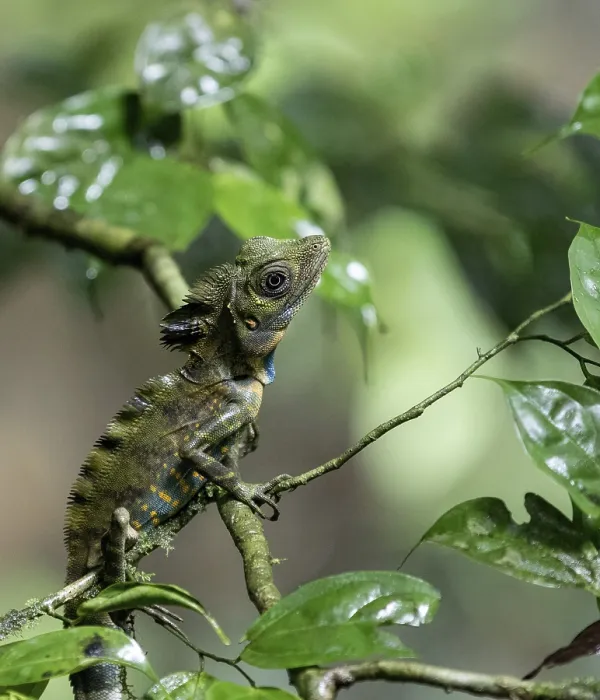 Framed Print : Chameleon sitting very still in tree branches in the rainforest in Mulu Framed Print : Chameleon sitting very still in tree branches in the rainforest in Mulu