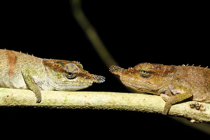 Framed Print : Chameleons (Calumma linotum), couple