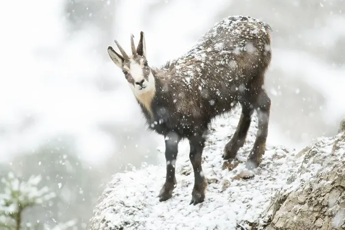 Framed Print : Chamois or chamois, young chamois buck (Rupicapra rupicapra) during heavy snowfall Framed Print : Chamois or chamois, young chamois buck (Rupicapra rupicapra) during heavy snowfall