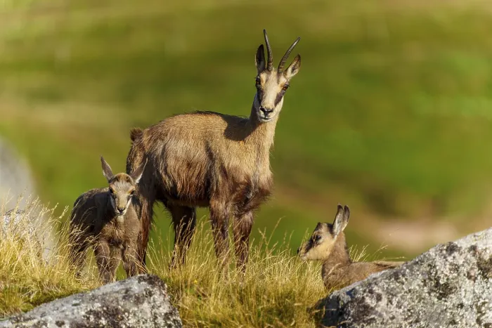Framed Print : Three chamois on a grassy area Framed Print : Three chamois on a grassy area