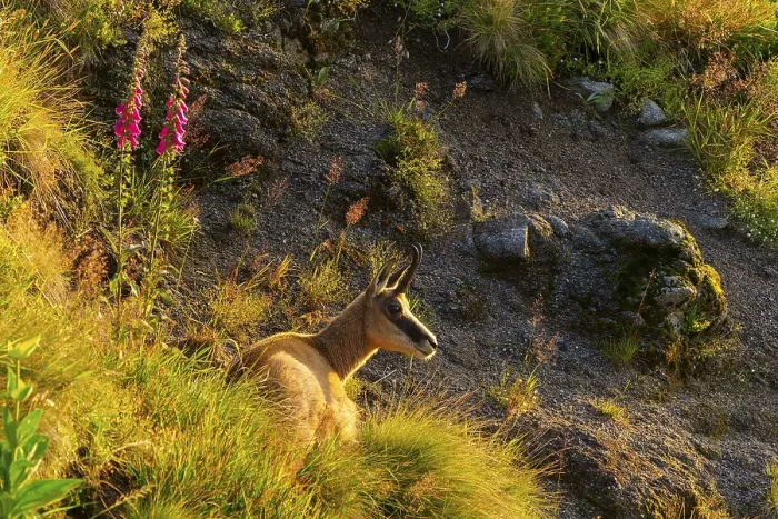Framed Print : A chamois lies near rocks and flowers