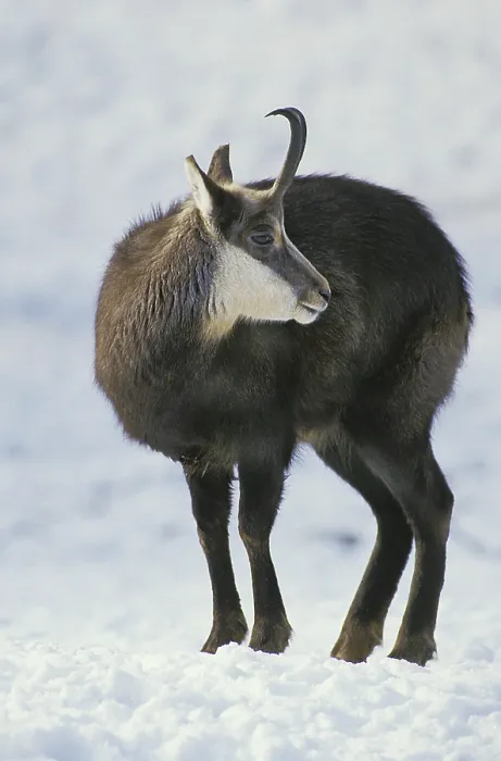 Framed Print : CHAMOIS (rupicapra rupicapra), ADULT IN SNOW Framed Print : CHAMOIS (rupicapra rupicapra), ADULT IN SNOW