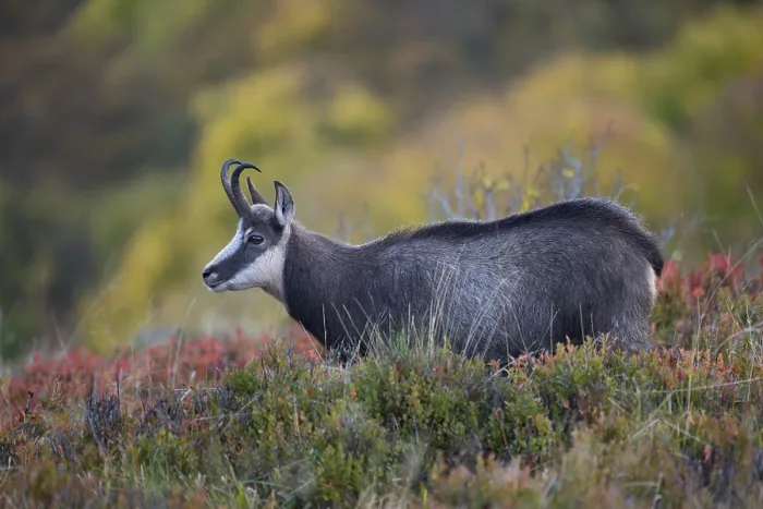 Framed Print : Chamois (Rupicapra rupicapra), Hohneck