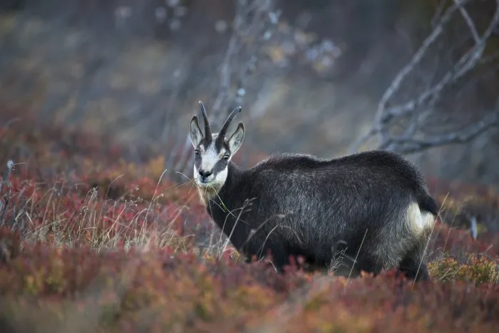 Framed Print : Chamois (Rupicapra rupicapra), Hohneck