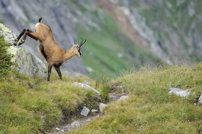 Framed Print : Chamois (Rupicapra rupicapra) jumping from a rock