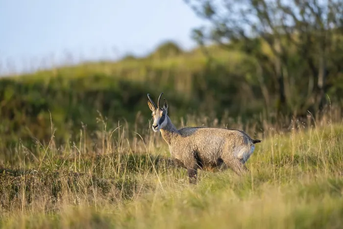 Framed Print : Chamois (Rupicapra rupicapra) on a meadow in the Vosges Mountains