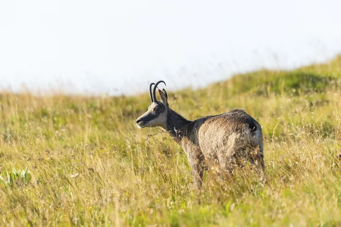 Framed Print : Chamois (Rupicapra rupicapra) on a meadow in the Vosges Mountains