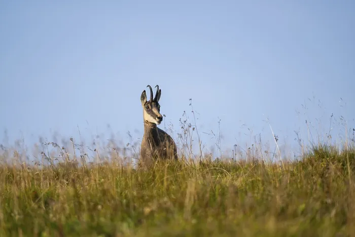 Framed Print : Chamois (Rupicapra rupicapra) on a meadow in the Vosges Mountains