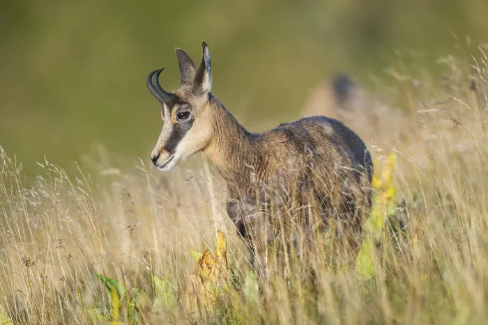 Framed Print : Chamois (Rupicapra rupicapra) on a meadow in the Vosges Mountains