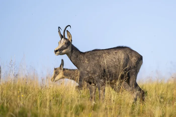 Framed Print : Chamois (Rupicapra rupicapra) mother with her youngster on a meadow in the Vosges Mountains
