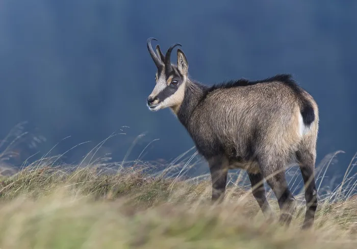 Framed Print : Chamois (Rupicapra rupicapra) in mountain meadow