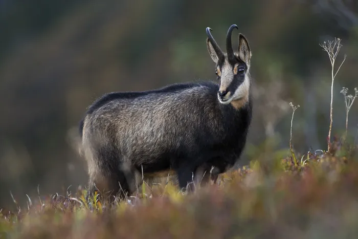 Framed Print : Chamois (Rupicapra rupicapra) in mountain meadow