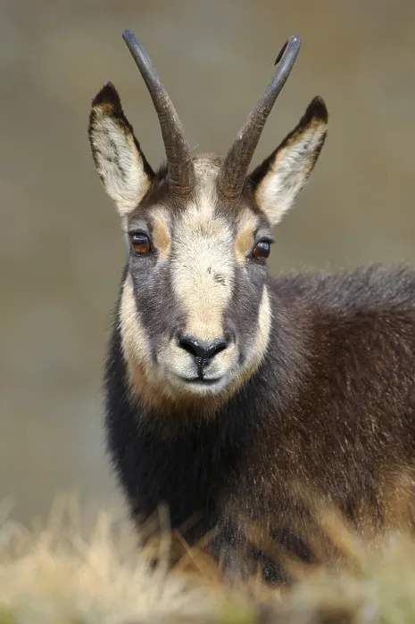 Framed Print : Chamois (Rupicapra rupicapra) portrait Framed Print : Chamois (Rupicapra rupicapra) portrait