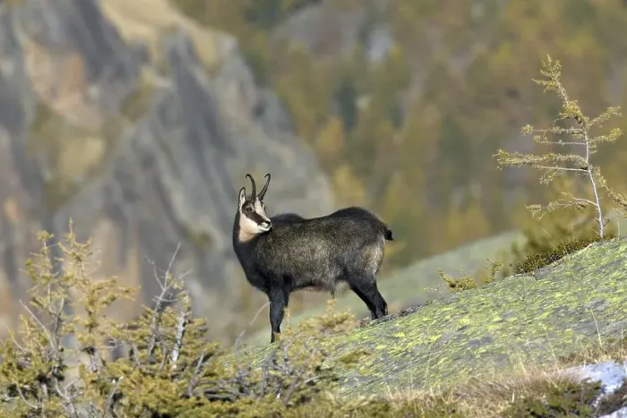 Framed Print : Chamois (Rupicapra rupicapra) on rock ridge in the Alps in autumn