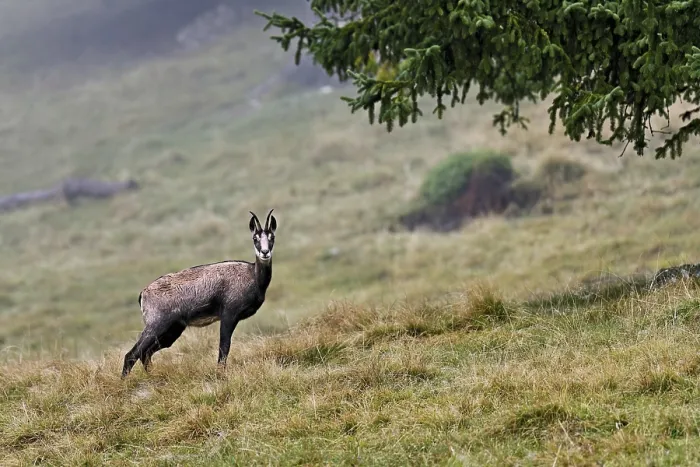 Framed Print : Chamois (Rupicapra rupicapra) standing in a meadow