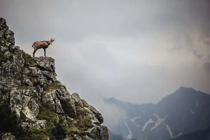Framed Print : Chamois (Rupicapra rupicapra), stands on a rock