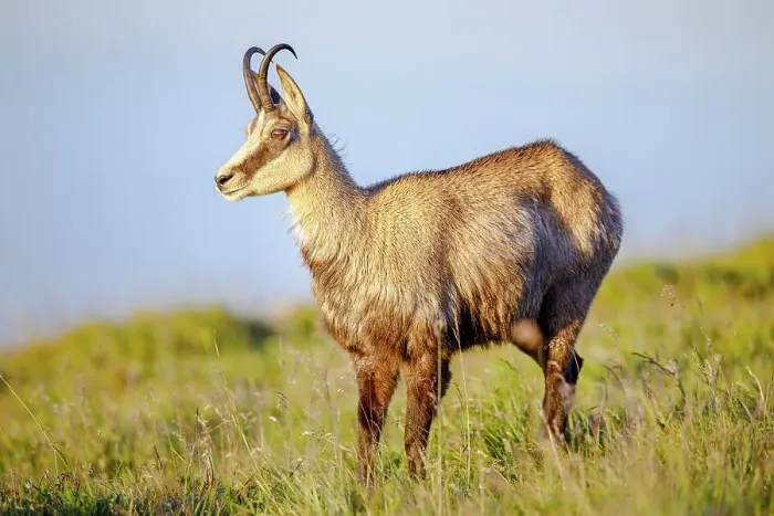 Framed Print : Chamois (Rupicapra rupicapra), Vosges