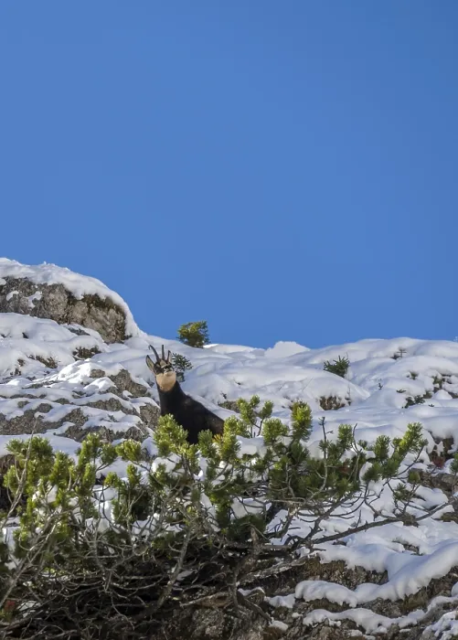 Framed Print : Chamois (Rupicapra rupicapra) in winter