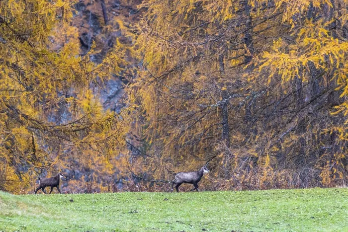 Framed Print : Chamois (Rupicapra rupicapra) in front of yellow larches (Larix)