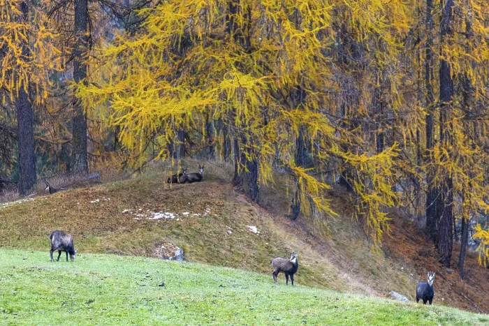 Framed Print : Chamois (Rupicapra rupicapra) in front of yellow larches (Larix)