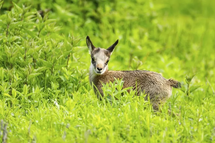 Framed Print : Chamois (Rupicapra rupicapra) youngster (fawn) standing on a meadow Framed Print : Chamois (Rupicapra rupicapra) youngster (fawn) standing on a meadow