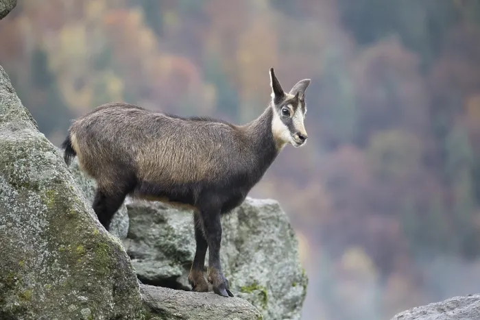 Framed Print : One chamois standing on rocks, autumnal colors of a forest in the distant background Framed Print : One chamois standing on rocks, autumnal colors of a forest in the distant background