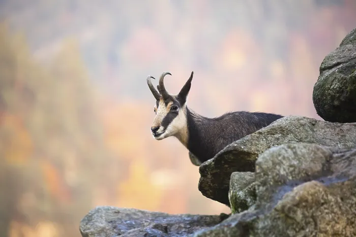 Framed Print : One chamois standing on rocks, autumnal colors of a forest in the distant background
