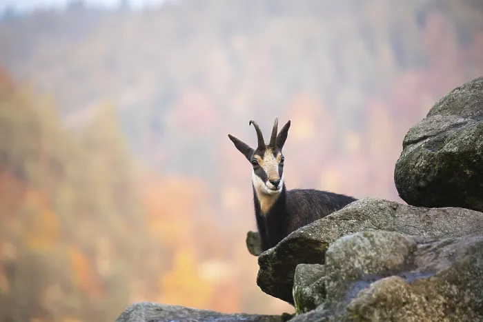 Framed Print : One chamois standing on rocks, autumnal colors of a forest in the distant background