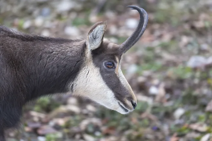 Framed Print : One chamois standing on rocks, sideview portrait Framed Print : One chamois standing on rocks, sideview portrait