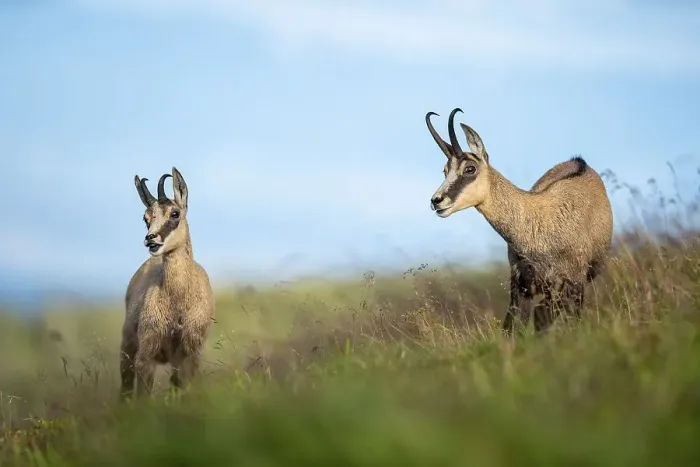 Framed Print : Two Chamoises ( Rupicapra rupicapra) stand in a meadow